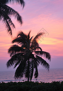 日落时种棕榈树日落地平线放松震级生长活力海洋海滩天空自由图片