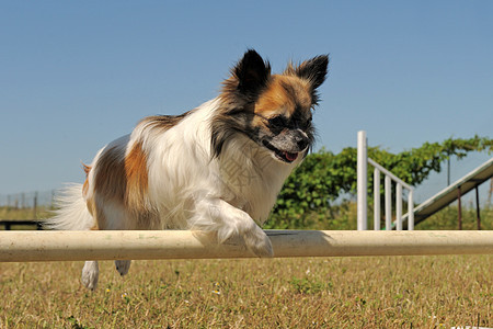 跳跃的吉娃娃动物宠物伴侣棕色犬类训练竞赛活动运动闲暇图片