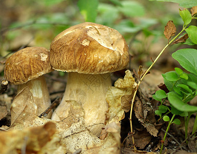两间蘑菇云杉烹饪收获季节饮食美味森林隐藏生长食物图片