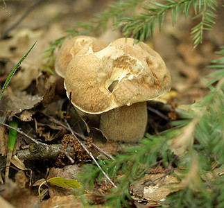 橡木蘑菇美味苔藓美食木头云杉菌类隐藏食物菌盖烹饪图片