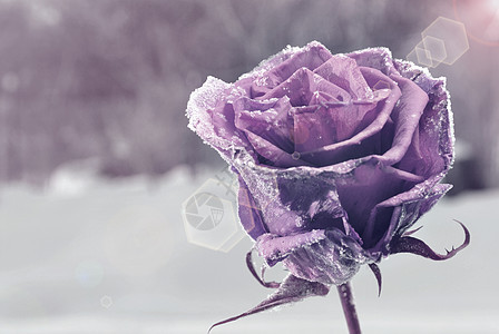 冷冻的玫瑰花植物叶子热情问候语紫色水晶美丽花园婚姻庆典图片