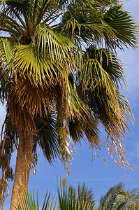 棕榈和天空旅行珊瑚阳光岩石阴影椅子假期阳伞日光浴娱乐图片