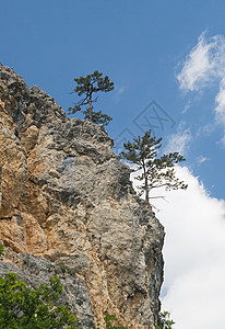 悬崖上的松树生存山脉场景孤独天空远足地形蓝色峡谷石头图片