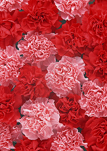 玫瑰花假期花瓣植物群花束叶子香气纪念日花园植物热情图片
