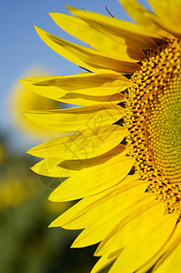向日向植物群蓝色农场季节场地天空向日葵国家植物学花瓣图片