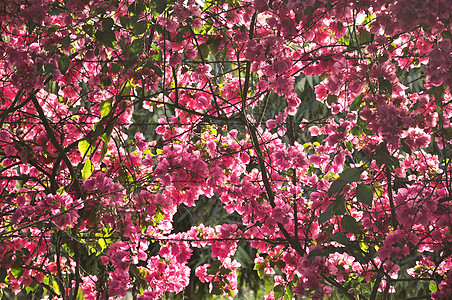 粉红色布干维尔a乐趣栅栏日光荒野喜悦区系植物极乐花瓣阳光图片