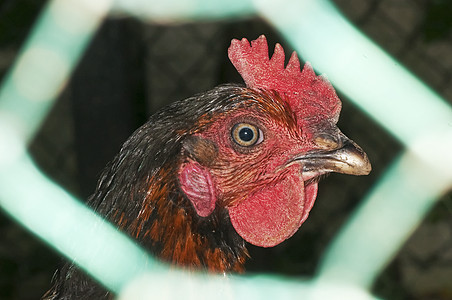 鸡头母鸡食物女性羽毛生物棕色栅栏家畜动物小鸡图片