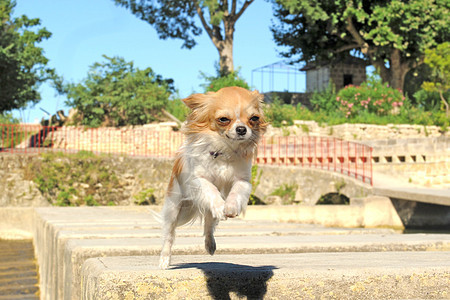 跳跃的吉娃娃闲暇岩石白色棕色活动动物竞赛运动伴侣宠物图片