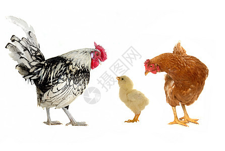 公鸡生物男性家畜动物群农场羽毛季节爪子流感动物图片