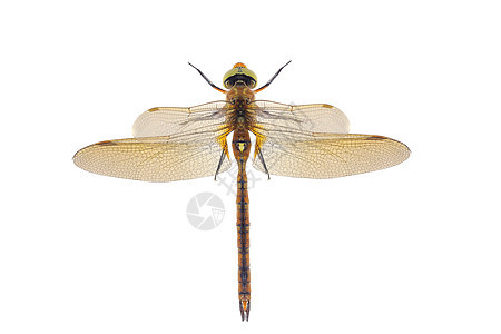 龙生活蜻蜓蚊子宏观身体翅膀捕食者昆虫脆弱性野生动物图片