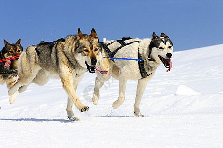 运动狗团队比赛速度犬类杯子雪橇竞赛跑步运输会议图片