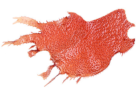 红海藻植物红色植物群图片