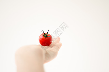 手对手的樱桃番茄图片