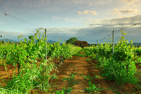 日出时在法兰西的葡萄园土地天空酒厂收成国家日落农场生长植物季节图片