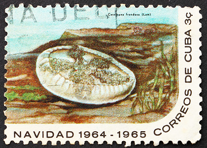 古巴邮戳 1964年 古巴 卡西奥佩亚Frendosa图片