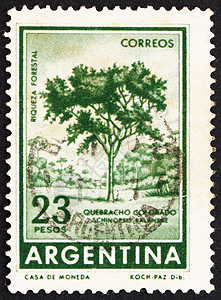 1965年阿根廷红奎布拉乔树图片