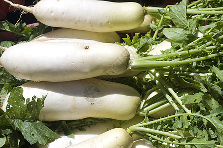 瑞迪萝卜营养生产饮食沙拉作物白萝卜白色树叶食物图片
