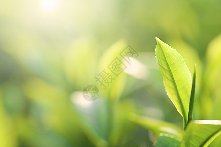 茶叶蔬菜宏观植物栽培气候环境耀斑饮料种植园叶子图片