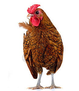 公鸡动物男性流感羽毛农场栖息地母鸡动物群鸟类生活图片