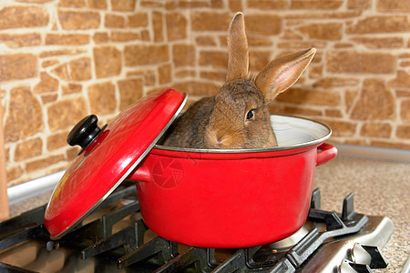 棕兔监督白色毛皮红色棕色宠物动物平底锅兔子图片