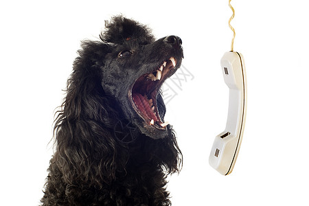 狗和电话哭泣男性黑色犬类哺乳动物牙齿女性唱歌工作室图片