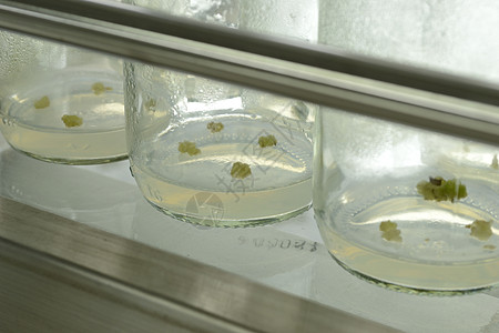 植物组织培养技术死亡绿色瓶子测试考试凝胶生长生物遗传图片