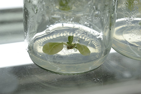 植物组织培养凝胶绿色遗传架子生物考试死亡实验室科学科学家图片