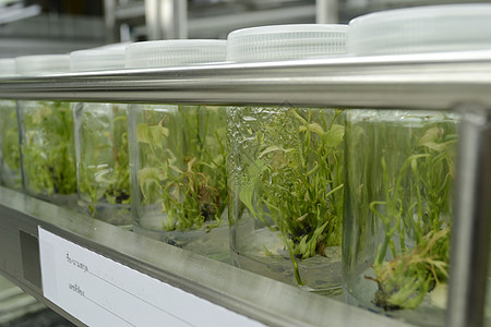 植物组织培养生长架子实验死亡测试科学细胞科学家考试疾病图片