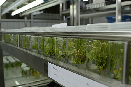 植物组织培养技术凝胶科学生物学实验室绿色测试细胞科学家架子图片