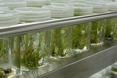 植物组织培养生物凝胶细胞架子死亡实验室实验科学生物学教育图片