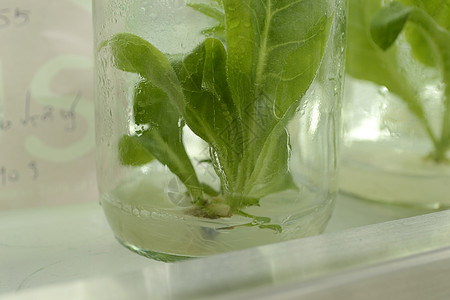 植物组织培养生物测试绿色瓶子细胞生物学遗传教育技术死亡图片