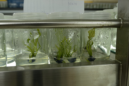 植物组织培养生长凝胶遗传细胞实验架子测试生物学科学家环境图片