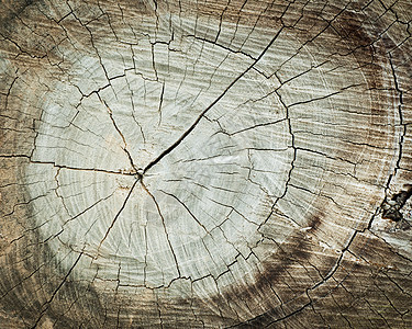 木木材料原底质质料粮食森林生长戒指同心年度日志历史圆圈木材图片