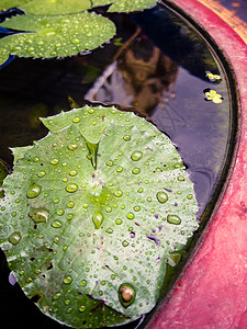 莲花绿叶上滴水图片