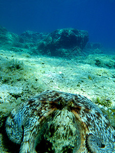 水下景观海洋环境浮潜眼睛野生动物海上生活潜水宏观岩石生活图片