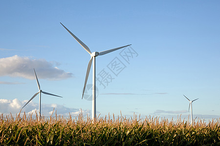 玉米田风力涡轮机图片
