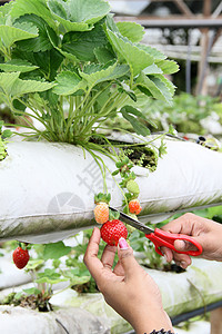 从田野中收获草莓果实栽培红色采摘工人绿色食物植物农场农业植物群图片