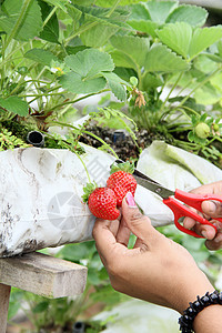 从田野中收获草莓果实红色植物群场地绿色叶子采摘栽培植物水果工人图片