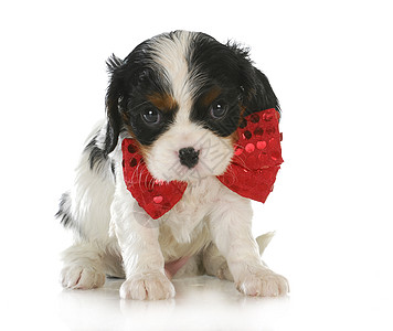 可爱的小狗压痛领带国王猎犬动物戏服生活领结生长三色图片