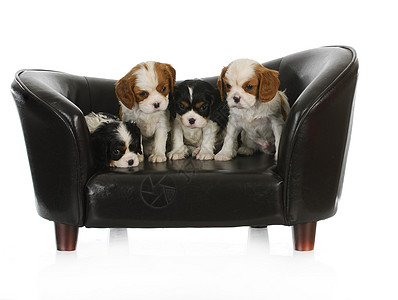 可爱小狗警报英语工作室垃圾动物毛皮朋友犬类长椅团体图片