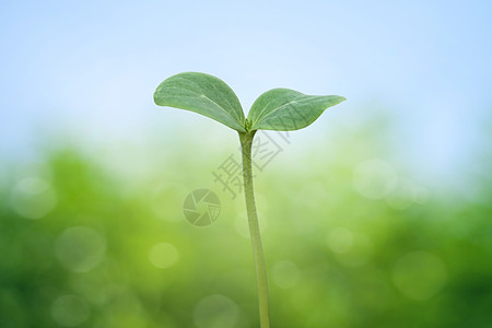 春季背景树苗的树苗活力花园晴天桌面环境生活西瓜生长幼苗气泡图片