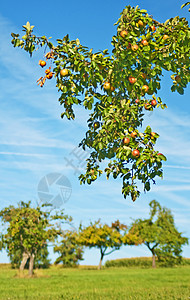 Apfelbaum 光线蓝色空间生活世界自然保护自然界土地法布环境田园诗图片