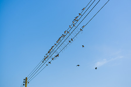 许多燕子在铁丝上吞咽团体艺术电缆金属天空高度野生动物力量翅膀休息图片