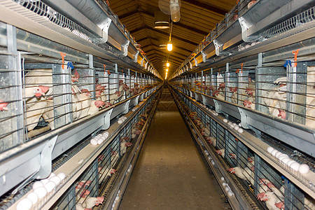 现代鸡舍农场配种家禽家畜市场羽毛生长谷仓动物农业自动化图片