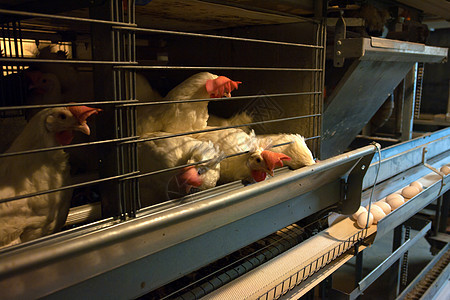 现代鸡舍农场农业生长谷仓家禽食物自动化生产家畜白色团体图片