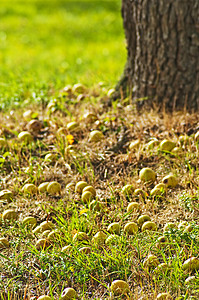 坠落的苹果阳光种植园收成衰变横财水平水果橙子绿色季节性图片
