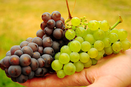红色和白色品种的葡萄团图片