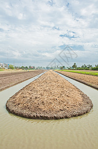 用于种植蔬菜的土壤准备土地生长灌溉地球天空母猪栽培培育地面环境农民图片