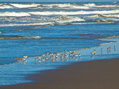 海滨的小棕色海鸟的一圈波浪蓝色海滩天堂翅膀天空海鸥荒野假期航班图片