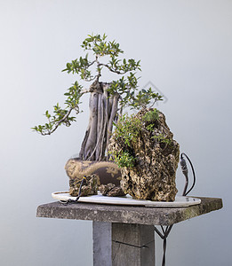 Bonsai 微型山图片